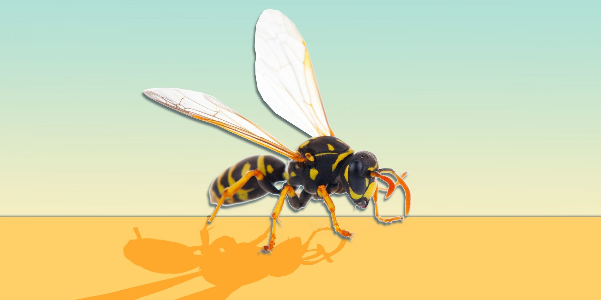 Everything You Need to Know About Wasp Stings, According to Experts