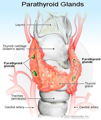 Parathyroidectomy Surgery
