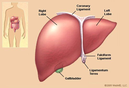 Liver Function: Tests, Diseases, Symptoms, Causes & Location